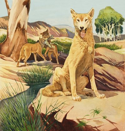 Dingo by English School